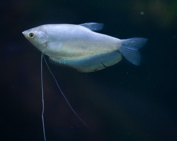 Moonlight Gourami ~ 5cm - 6cm